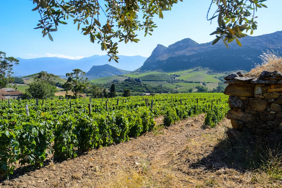 paysage vignoble patrimonio - camping patrimonio