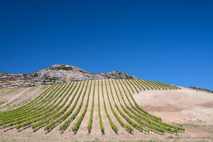 vue vignoble patrimonio - camping pinede proche patrimonio